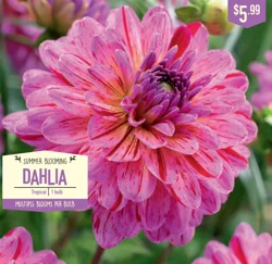 Dahlia Tropical 1 ct