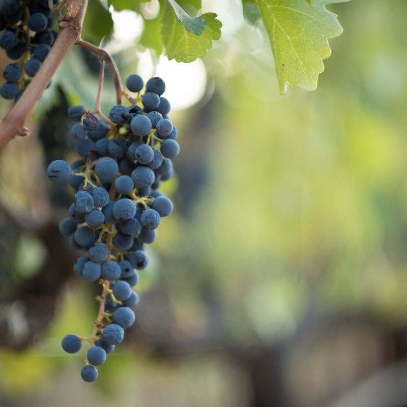 slide 2 of 6, The Show Malbec Red Wine - 750ml Bottle, 750 ml