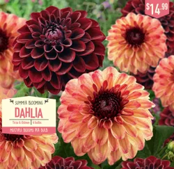 Dahlia Tirza & Gideon