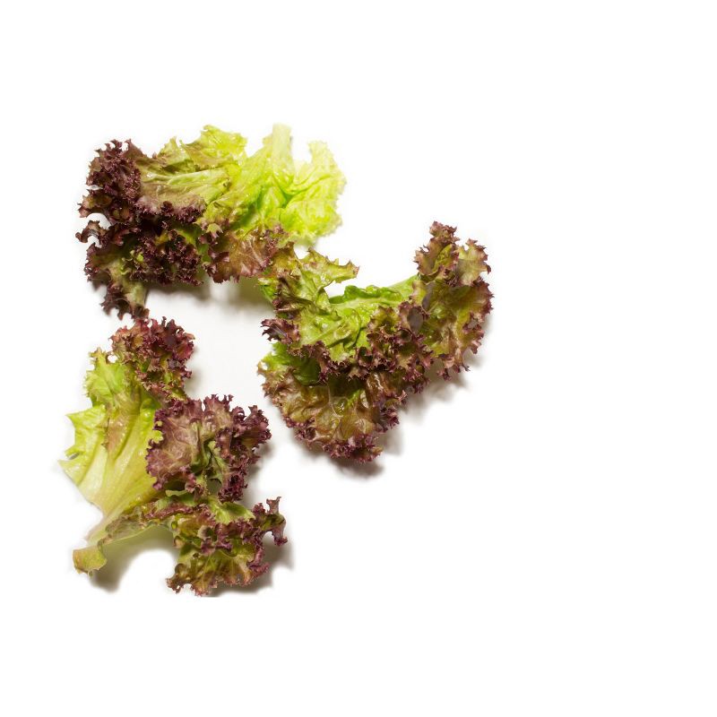 slide 2 of 4, Red Leaf Lettuce Head - each, 1 ct