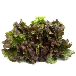 Red Boston Lettuce