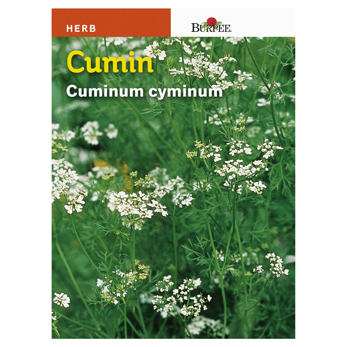 slide 1 of 1, Burpee Spanish Cumin Seeds, 1 ct