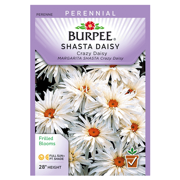 slide 1 of 1, Burpee Per Daisy Shasta Crazy Daisy Seeds, 1 ct