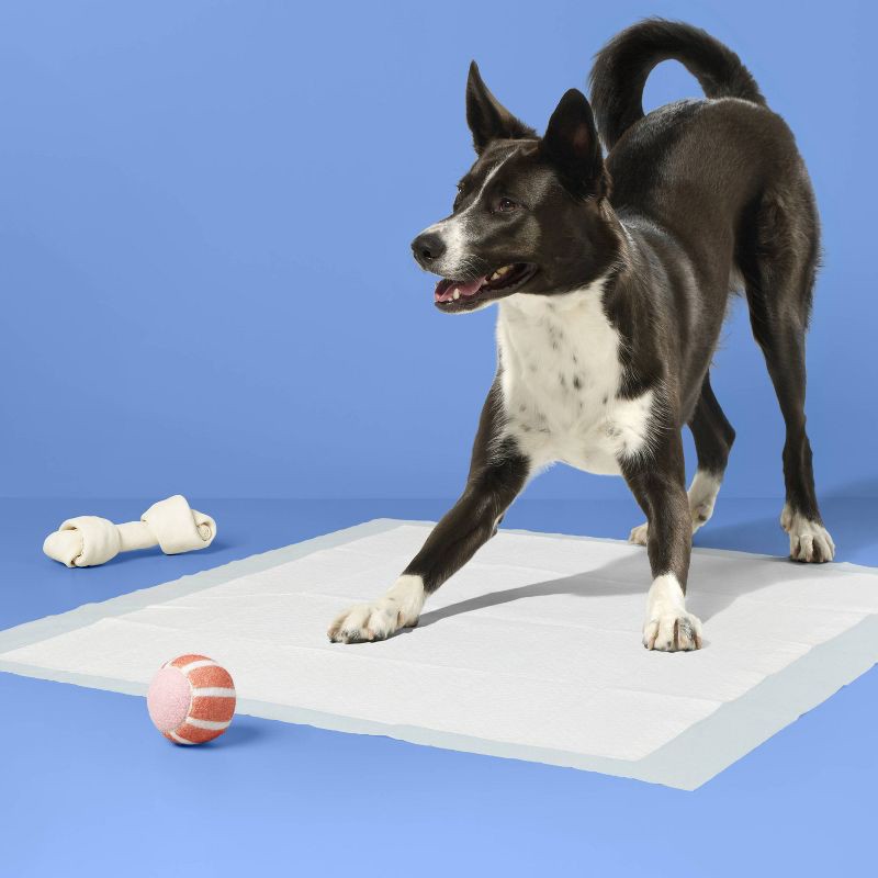 slide 2 of 6, Dog Training Pads - XL - 50ct - up&up™, 50 ct