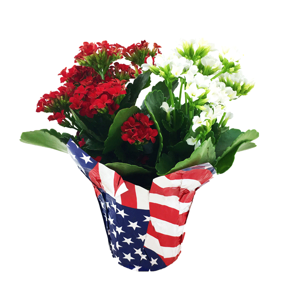 slide 1 of 1, 4.5" Patriotic Kalanchoe, 4.5 in