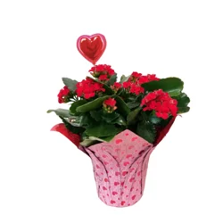 Floral 4.5" Kalanchoe