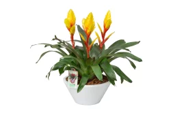Charlie's Produce Bromeliad Ceramic Pot