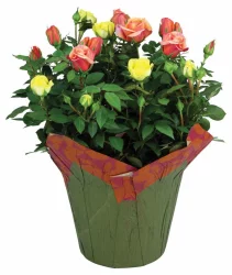 Charlie's Produce Classic Rose Bush Premium Plant