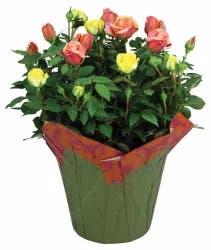 Charlie's Produce Classic Rose Bush Premium Plant