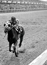 Avanti Card Birthday Secretariat