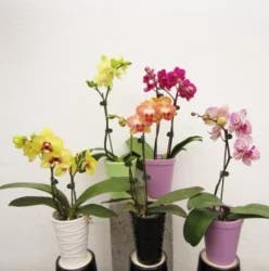 3 Inch Orchid