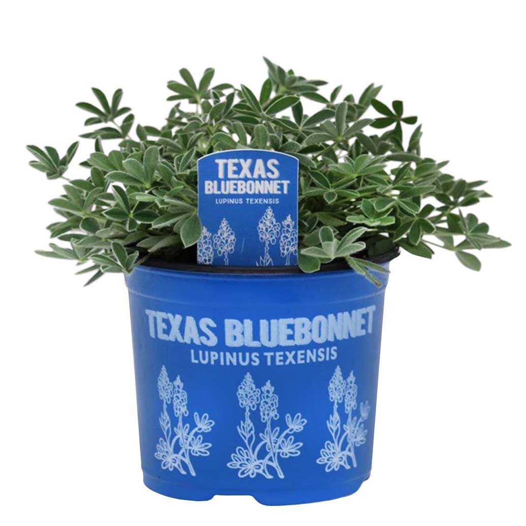 slide 1 of 1, Spring Creek Growers Texas Bluebonnet Potted Plant, 6 in