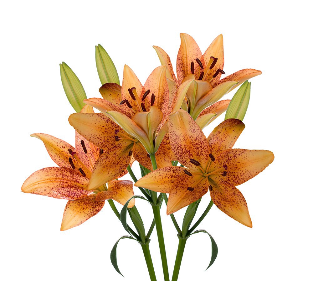 slide 4 of 5, Tango-La´S Lily Box, 3 ct