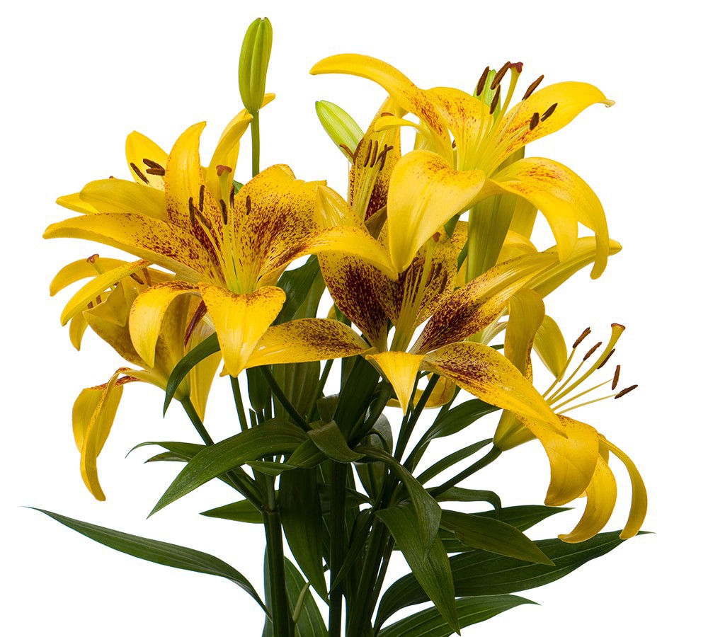 slide 3 of 5, Tango-La´S Lily Box, 3 ct