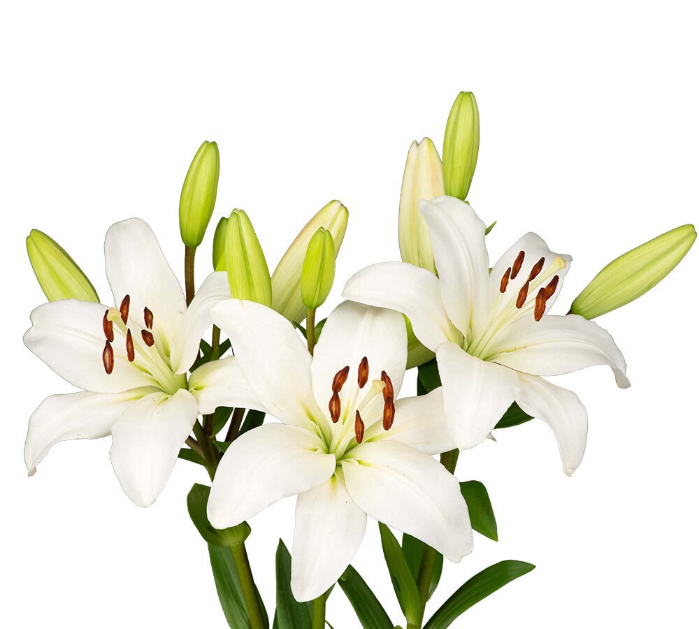 slide 5 of 5, Tango-La´S Lily Box, 3 ct