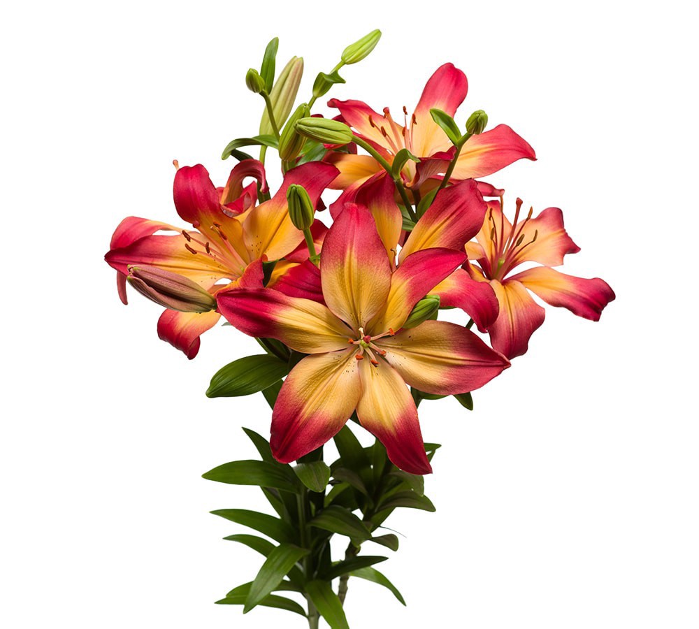 slide 2 of 5, Tango-La´S Lily Box, 3 ct