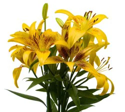 Tango-La´S Lily Box