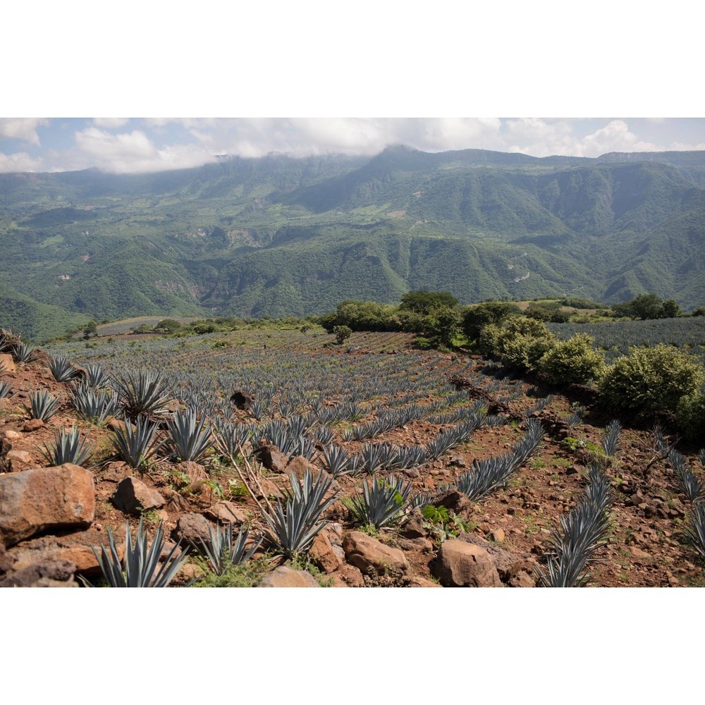 slide 3 of 5, Tres Agaves Organic Cocktail-Ready Agave Nectar Bottle, 375 ml