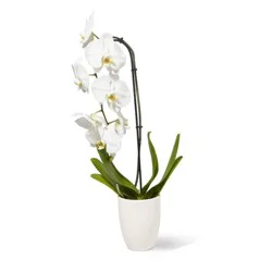 5" Phal Orchid Plant