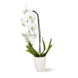 5" Phal Orchid Plant