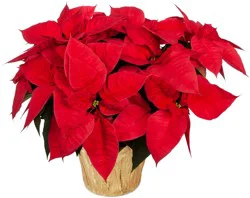 Poinsettia