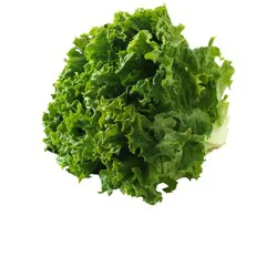 Green Leaf Lettuce