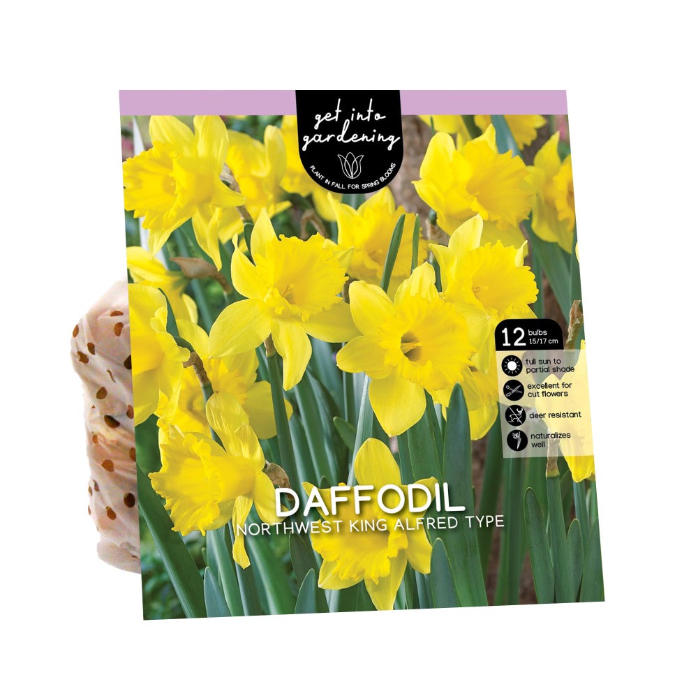 slide 1 of 1, Van Zyverden Daffodil Bulbs - Northwest King Alfred, 12 ct