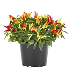 Ornamental Pepper