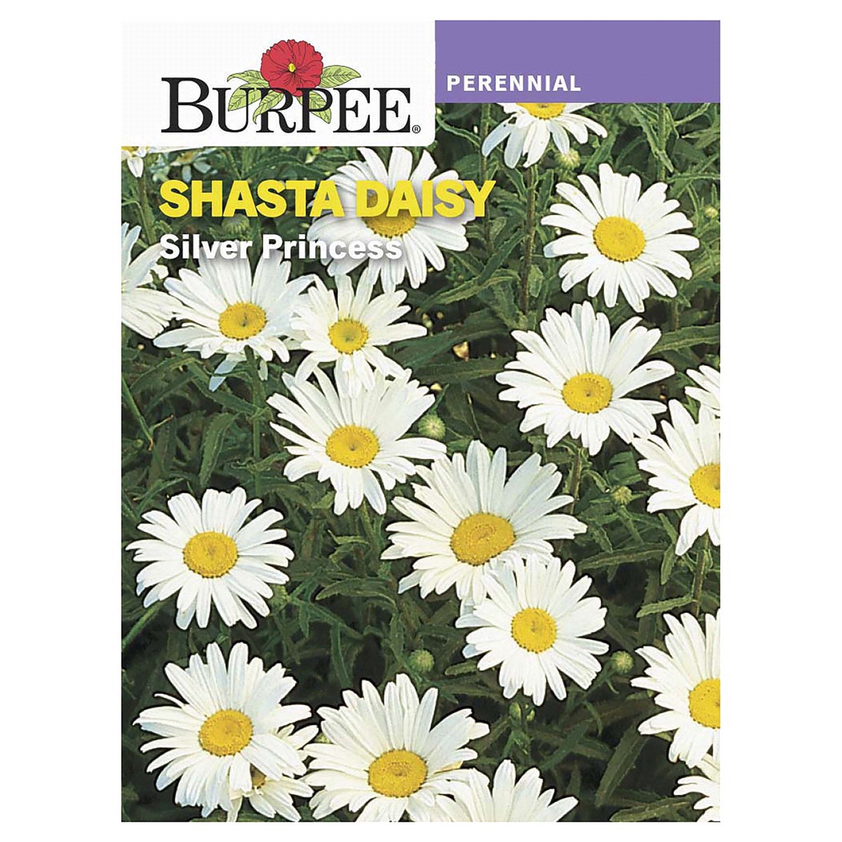 slide 1 of 5, Burpee Shasta Daisy Silver Princess Seeds - White/Yellow, 1 ct