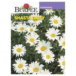 Burpee Shasta Daisy Silver Princess Seeds - White/Yellow
