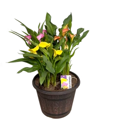 Tri-Color Calla Lily Flowering Potted Plant