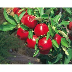 Apple Tree Assortment