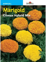 Burpee Marigold Climax Hybrid Mix Seeds - Yellow/Orange