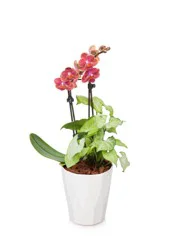 Petite Orchid In Ceramic Garden Pot