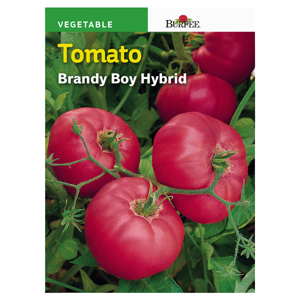 slide 1 of 1, Burpee Vegetable Tomato Brandy Boy Hybrid Seeds, 1 ct