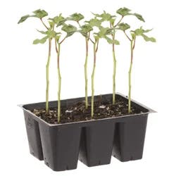 Bonnie Plants Okra - Clemson Spineless