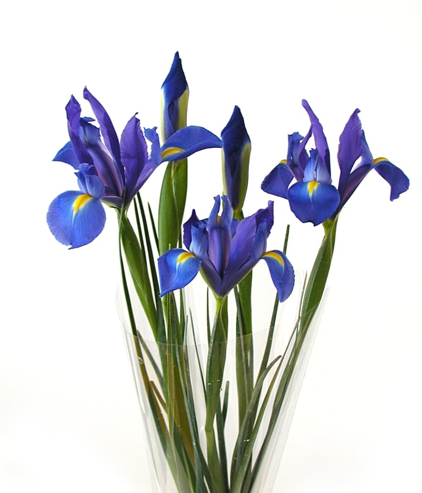 slide 1 of 1, Iris Bouquet with Beargrass, 5 ct