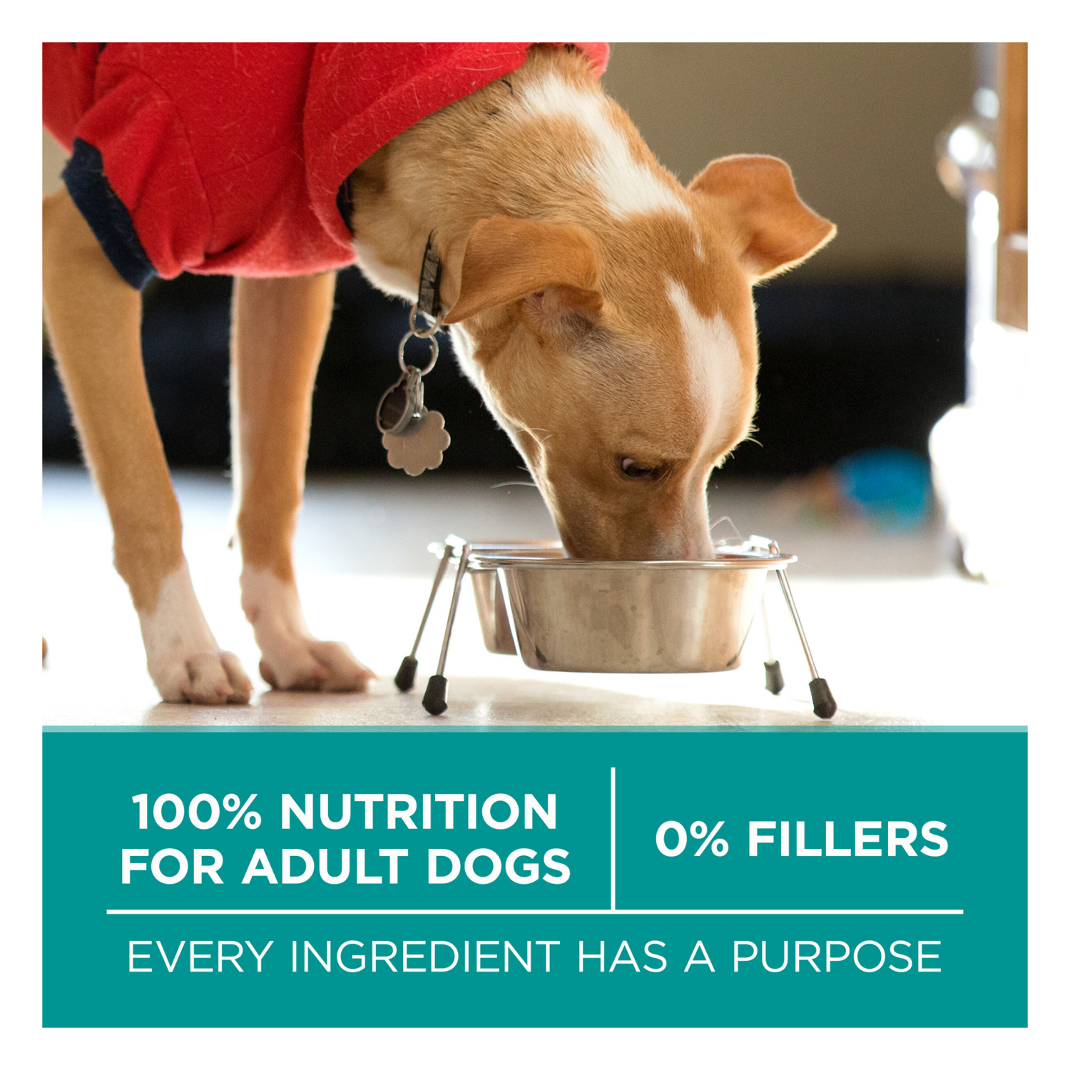 slide 5 of 5, Purina ONE Plus Digestive Health Formula Dry Dog Food Natural with Added Vitamins, Minerals and Nutrients - 16.5 lb. Bag, 16.5 lb