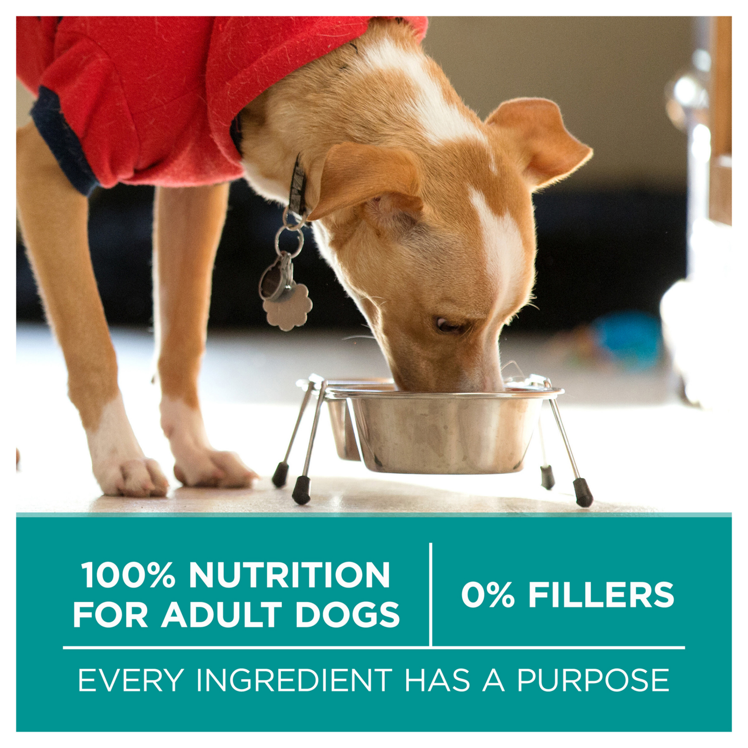 slide 8 of 8, Purina ONE Plus Digestive Health Formula Dry Dog Food Natural with Added Vitamins, Minerals and Nutrients - 8 lb. Bag, 8 lb