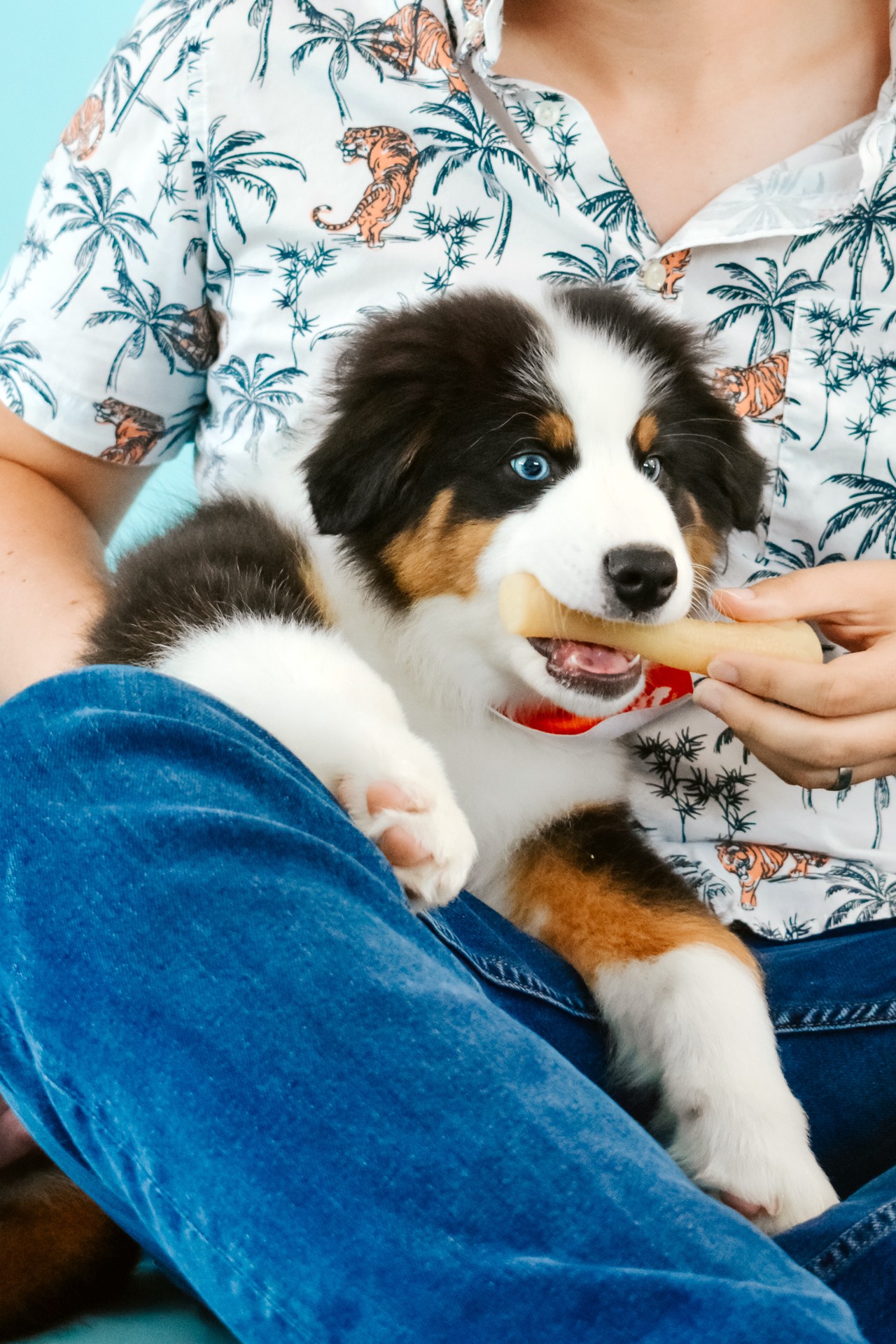 slide 3 of 10, Nylabone Gourmet Style Strong Stick Puppy Chew Toy Chicken Medium/Wolf - Up to 35 lbs.(1 Count), 1 ct