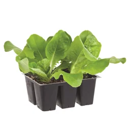 Bonnie Plants Buttercrunch Lettuce