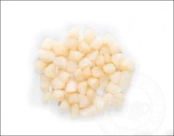 Shell Fish-Scal Bay Scallop