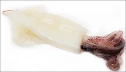 Squid Tube
