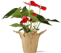 7 Inch Statement Anthurium