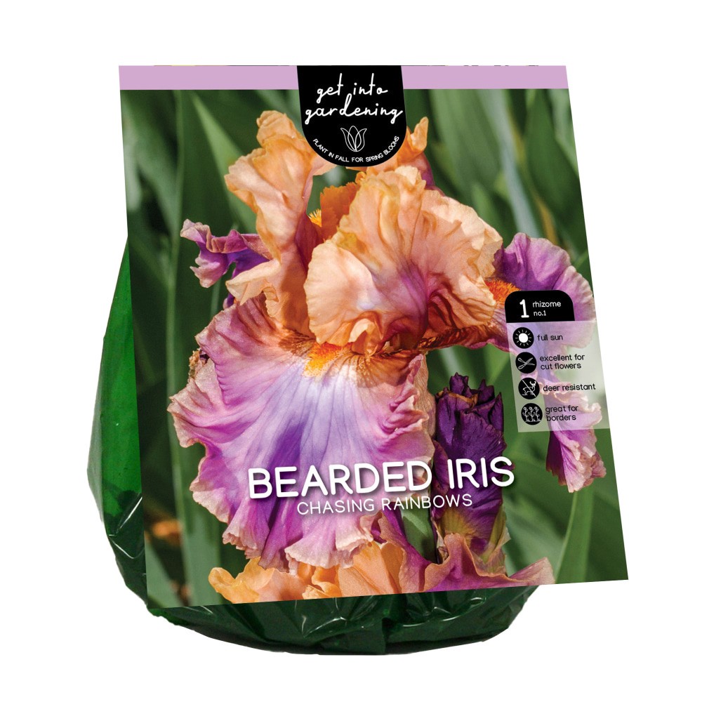 slide 1 of 1, Van Zyverden Bearded Iris Bulb - Chasing Rainbows, 1 ct