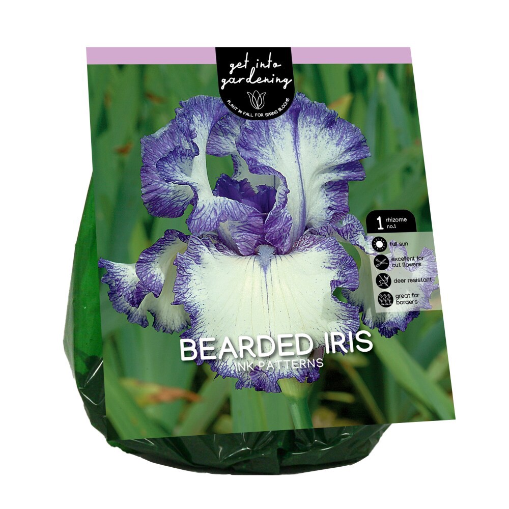 slide 1 of 1, Van Zyverden Bearded Iris Bulb - Ink Patterns, 1 ct