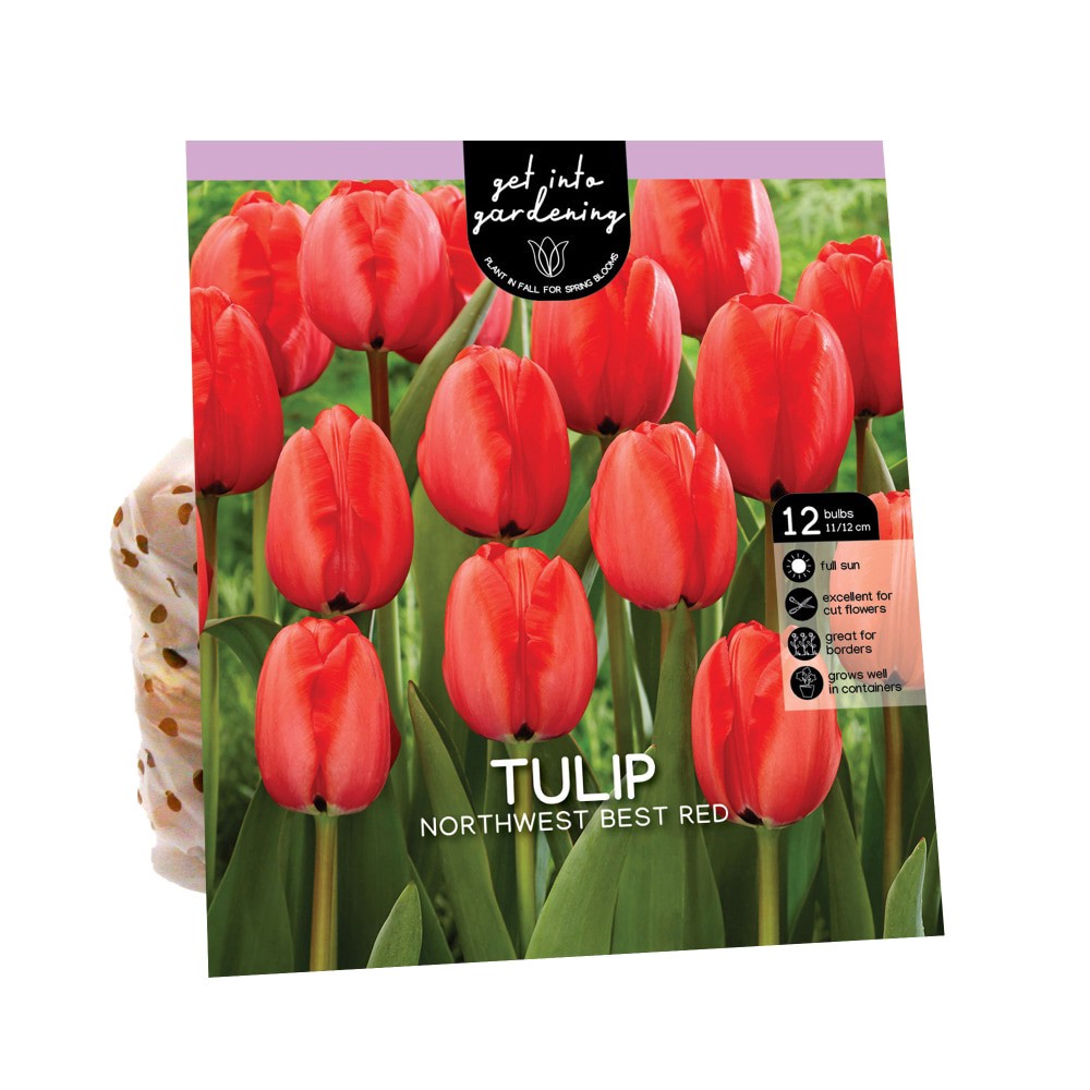 slide 1 of 1, Van Zyverden Tulip Bulb - Northwest Best Red, 12 ct