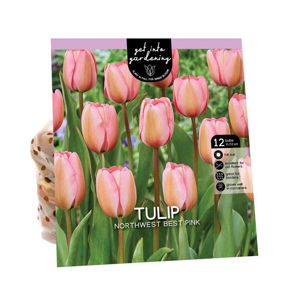 slide 1 of 1, Van Zyverden Tulip Bulbs - Northwest Best Pink, 12 ct