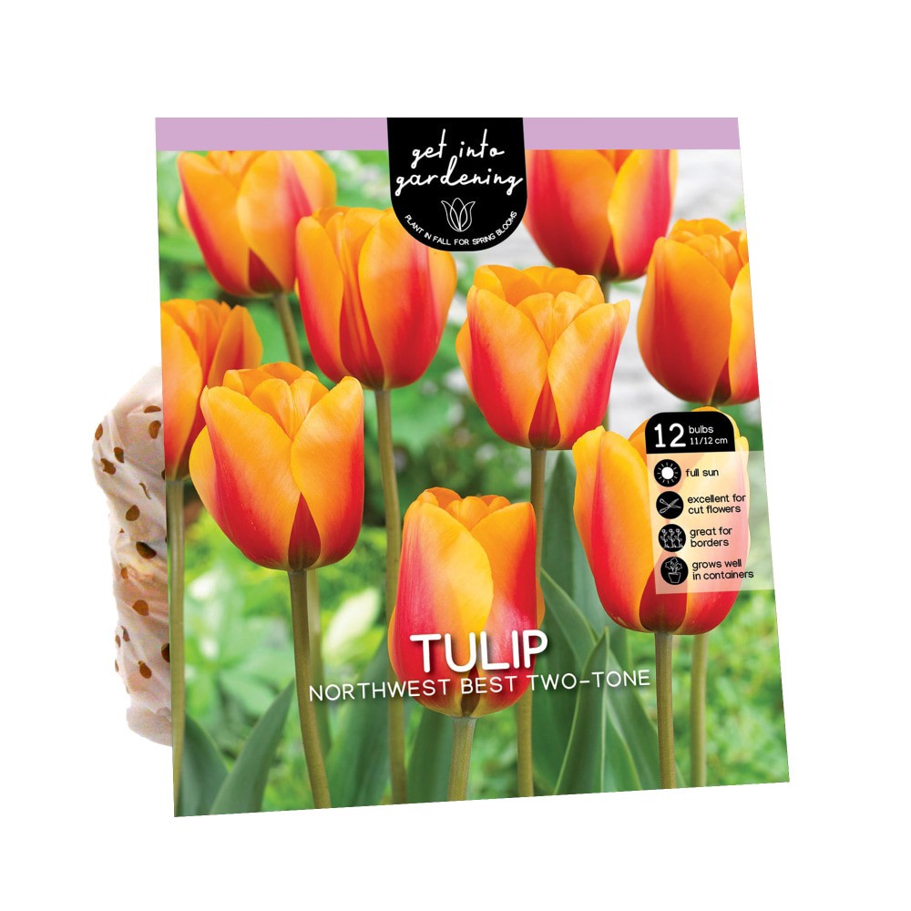 slide 1 of 1, Van Zyverden Tulip Bulbs - Northwest Best Two-Tone, 12 ct
