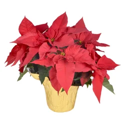 Bachman's Red Poinsettia In 4-Inch Pot